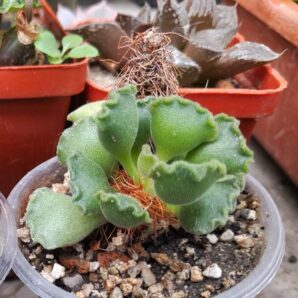 Adromischus cristatus | 4