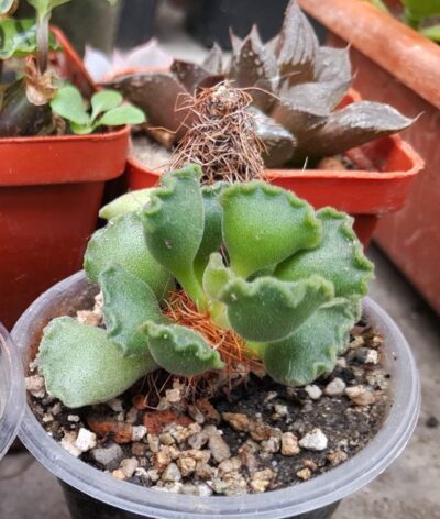 Adromischus cristatus