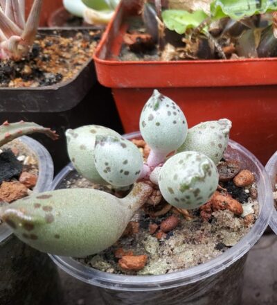 Adromischus Silver tubes