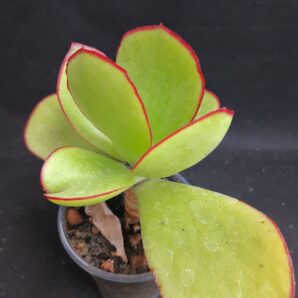 Cotyledon sp