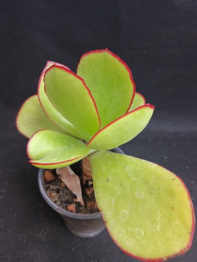 Cotyledon sp
