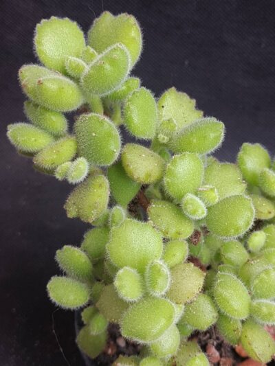 Cotyledon tomentosa