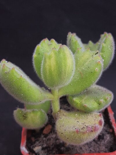 Cotyledon tomentosa var.