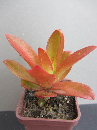 Crassula Campfire