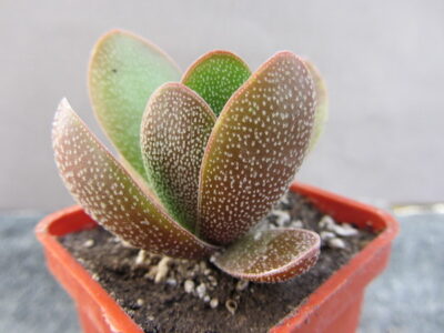 Crassula Cats Tongue