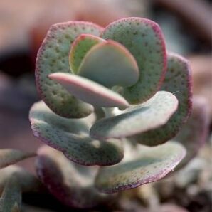 Crassula cordata