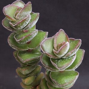 Crassula 'Jade Tower' | 27
