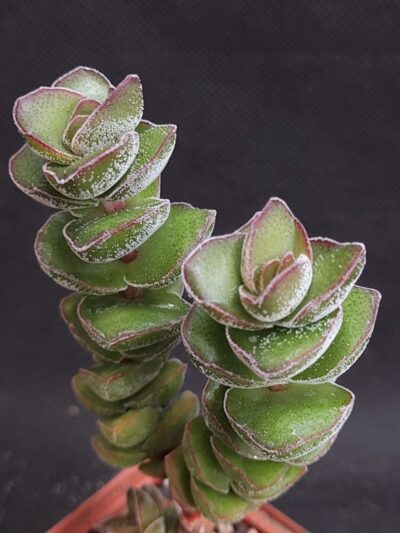 Crassula 'Jade Tower'