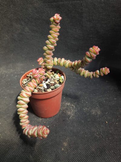 Crassula nealeana