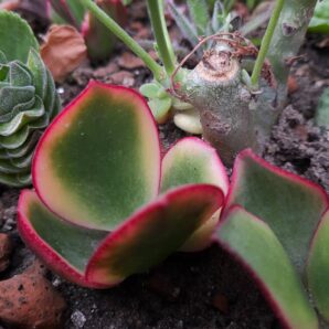 Crassula ovata Kagetsu maruba