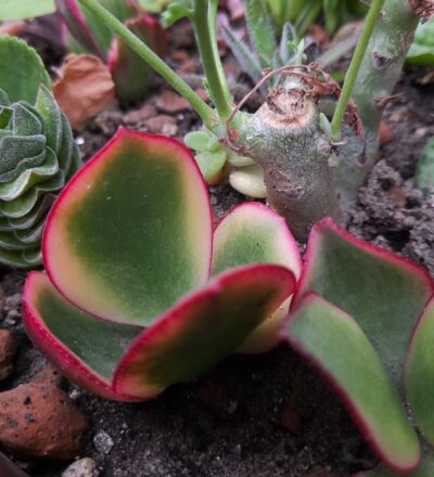 Crassula ovata Kagetsu maruba