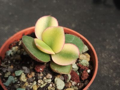 Crassula ovata Kagetsu maruba - Зображення 2
