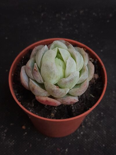 Echeveria elegans