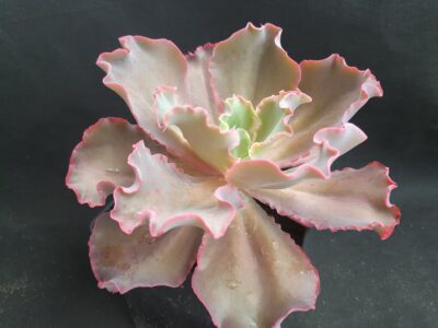 Echeveria Gibbiflora "Fury"