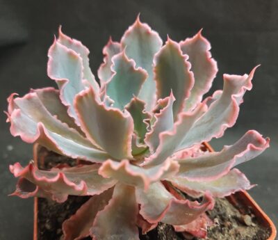 Echeveria 'Neon Breakers'