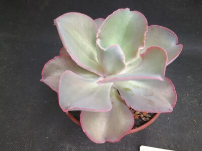 Echeveria Gibbiflora "Fury"