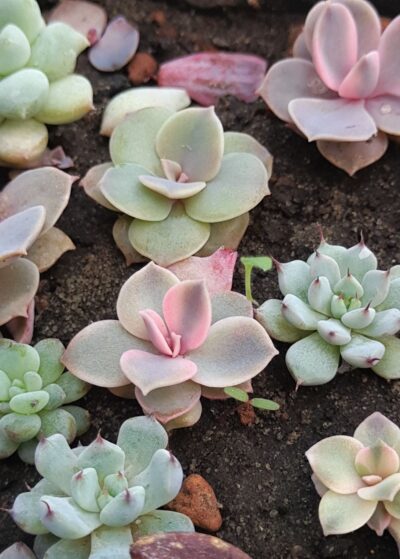 Echeveria Rainbow - Зображення 2