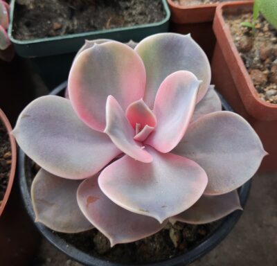 Echeveria Rainbow