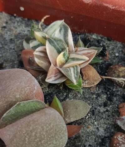 Gasteria minima variegata
