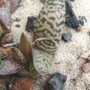 Gasteria carinata cv. Snowstorm