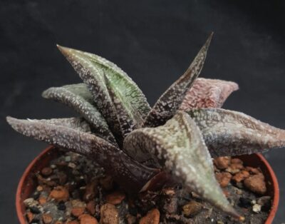 Gasteraloe
