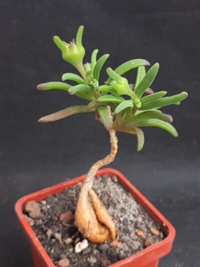 Mestoklema macrorrhizum