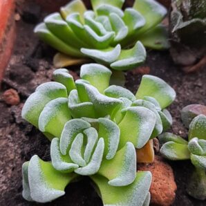 Crassula celia | 29