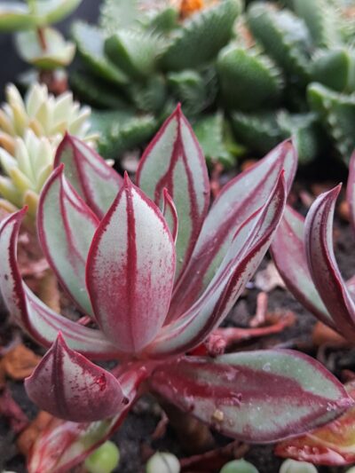 Echeveria nodulosa