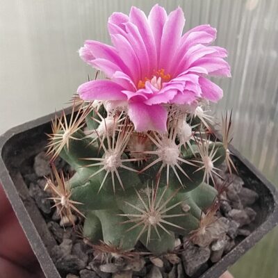 Escobaria hesteri SB430
