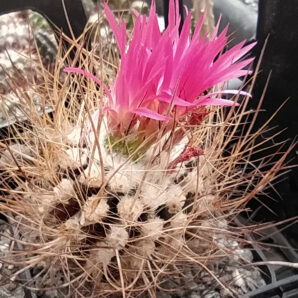 Neoporteria villosa KK51 | 64