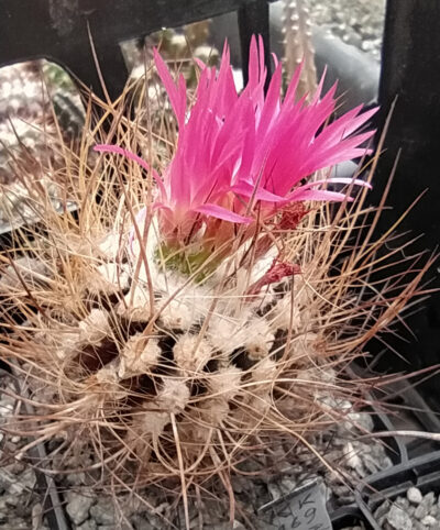 Neoporteria villosa KK51