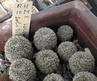 Aylostera heliosa v. solisioides RH 1024