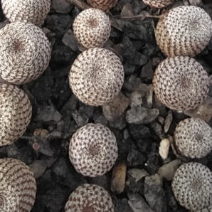 Aylostera heliosa brown form | 8