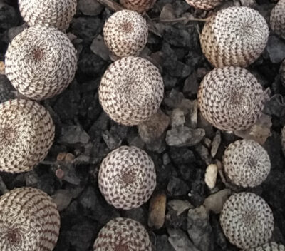 Aylostera heliosa brown form