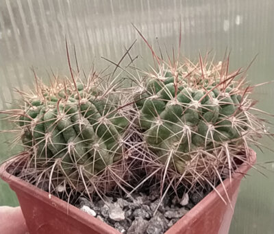 Pseudolobivia kermesina - Зображення 2