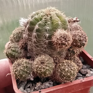 Lobivia arachnacantha v.torillasensis | 53
