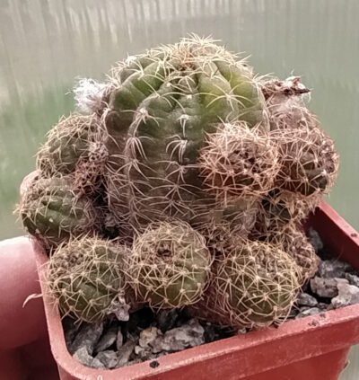 Lobivia arachnacantha v.torillasensis