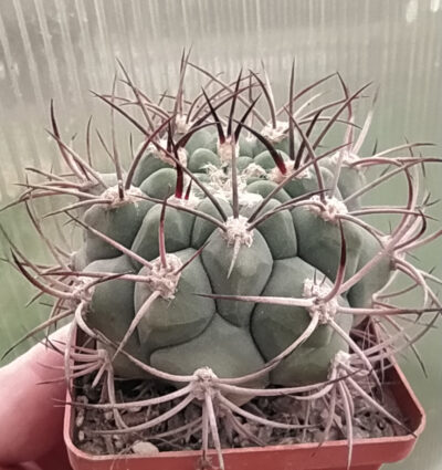 Gymnocalycium saglione