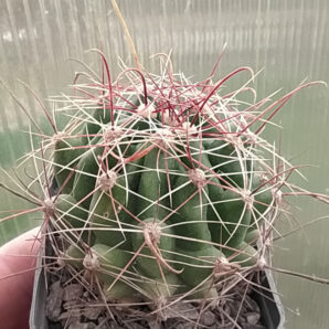 Thelocactus hamatacanthus v. dawisii | 103