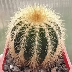 Eriocactus warasii | 34