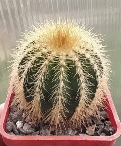 Eriocactus warasii