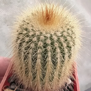 Eriocactus leninghausii | 33