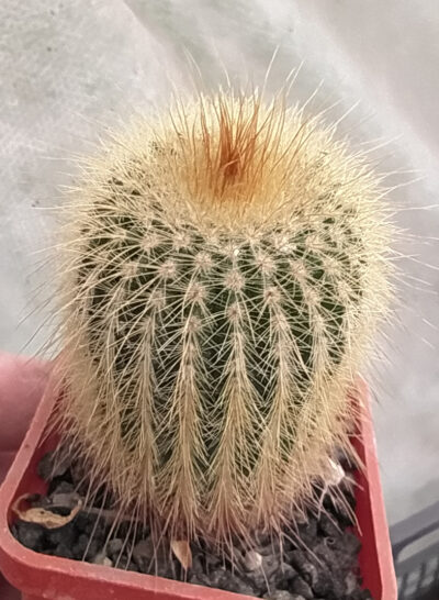 Eriocactus leninghausii