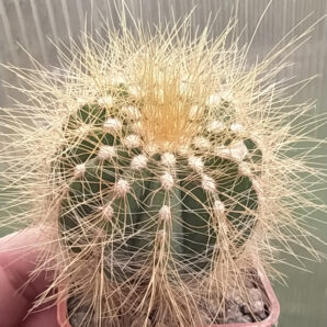 Eriocactus magniphicus | 33