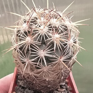 Coryphantha echinus | 19