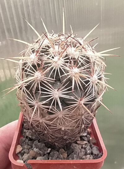 Coryphantha echinus