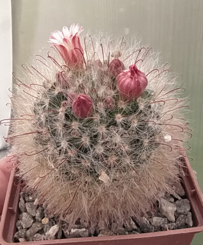 Mammillaria bocasana
