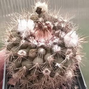 Parodia formosa | 69