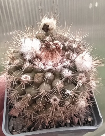 Parodia formosa