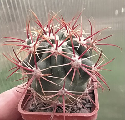 Ferocactus viridescens Ensenada